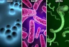 Image result for icd 10 code for bacterial infection unspecified