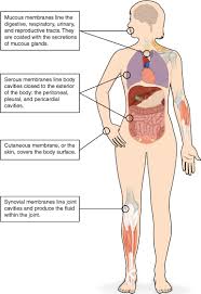 Body Membranes Anatomy And Physiology
