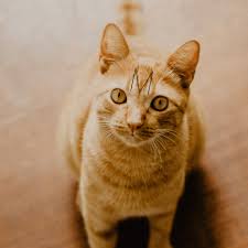 There is an exception and that would be an all ginger tabby cats can be many breeds, from domesticated shorthairs, maine coon cats, to persians. How To Determine Your Cat S Breed Identify Mixed Breeds And Purebreds Pethelpful By Fellow Animal Lovers And Experts