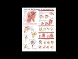 Anatomy And Injuries Of The Shoulder Anatomical Chart By