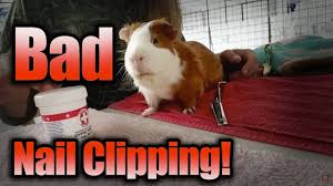 how to clip your guinea pig s nails at