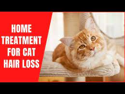 home treatment for cat hair loss how to