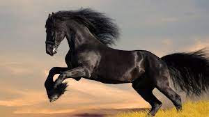 Friesian Horse Wallpapers - Top Free ...