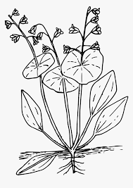 You can download and print out the coloring pages for kids lettuce, peas and beans from our website. Miner S Lettuce Clip Arts Coloring Page Hd Png Download Kindpng