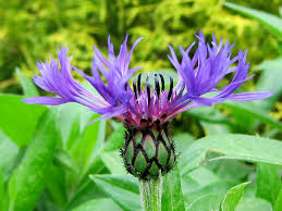 Make sure to read the tags when you. I D Rather Be Blue 10 Blue Perennials For Your Garden Enchanted Gardens