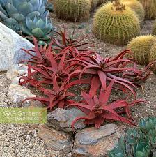 Drought Tolerant Pla Stock Photo By