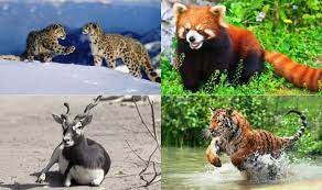 The state's thick dense forest; 10 Endangered Animals In India That You Should See Before They Vanish