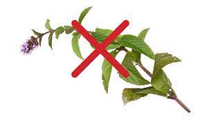 Can Dogs Eat Mint Leaves It Depends On