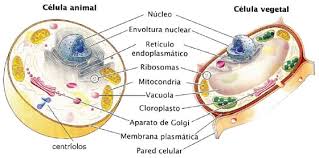 célula y vegetal de biología