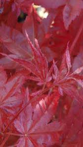 Use as a small specimen or in groups. Acer Palmatum Red Emperor Japanese Maple Red Emperor