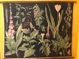 Details About Rare School Wall Chart Biology Of Poisonous Medicinal Plants