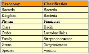 Bacteria Classification Sada Margarethaydon Com
