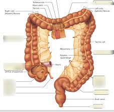 large intestine diagram quizlet