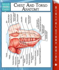 Great learning anatomy model for human torso for kids: Chest And Torso Anatomy Speedy Study Guide By Speedy Publishing Nook Book Ebook Barnes Noble