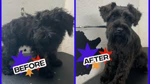 Few things can strike anxiety into the heart of a pet. Pet Grooming Businesses For Sale Bizbuysell