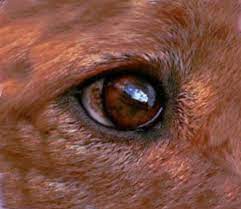black or brown spots in my dog s eye