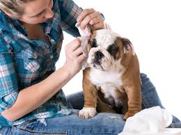how to make your own dog ear cleaner
