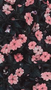 hd pink flowers wallpapers peakpx
