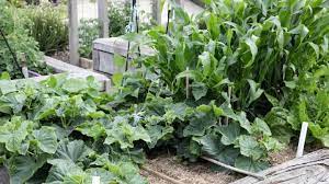 Growing Corn In A Raised Garden Bed A