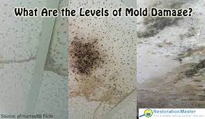 What Are The Levels Of Mold Damage