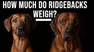 How Much Do Rhodesian Ridgebacks Weigh