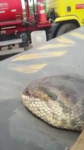 Today we'll be looking at 10 of the longest species of snakes in the world and. Terrifying 33ft Anaconda Discovered Lurking In Caves Near Dam Construction Site In Brazil
