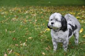shih poo haircuts grooming ideas for a