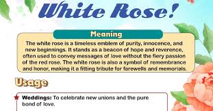 white rose meaning what s the meaning