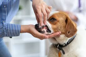 犬の歯磨きシートの効果や使い方を解説！おすすめの歯磨きシートも | 獣医師監修の手作りドッグフード【公式】ココグルメ