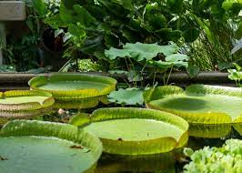 Pond Plants And The Best Ways To Plant