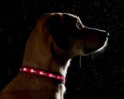 Christmas Dog Collars 17 Festive Holiday Dog Collars
