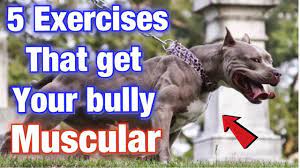 5 american bully exercise muscle