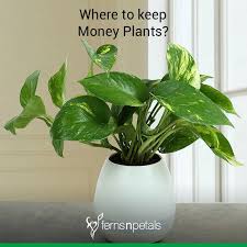 money plant placement
