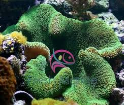 freshmarine com carpet anemone