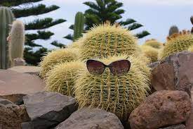 Use them in commercial designs under lifetime, perpetual & worldwide rights. 1 740 Funny Cactus Photos Free Royalty Free Stock Photos From Dreamstime