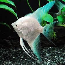 We're pet food geeks with great design sense & a passion for excellent products and service! Aquarium Fish At Rs 20 Piece à¤à¤• à¤µ à¤° à¤¯à¤® à¤• à¤« à¤¶ Ahills Pet Shop Nagpur Id 13920669891