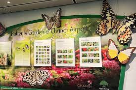 erfly garden at changi airport