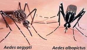 Orange County Advises Proactive Measures to Combat Mosquito-Borne Chikungunya Virus