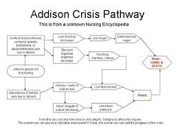 The Addison Pathway Chart Addison Crisis Autoimmune