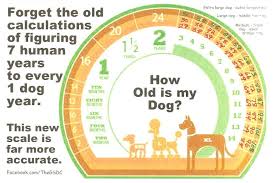 Accurate Canine Age Chart Dog Years Chart Dog Age Chart