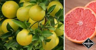 health benefits of gfruit