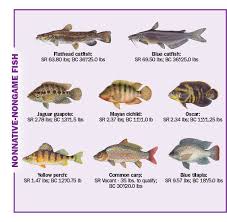 Freshwater Fish Of Florida Florida Freshwater Fishing