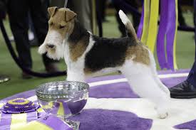 6th annual masters obedience championship. 2020 Westminster Dog Show Tv Coverage Live Stream Schedule And Expectations Bleacher Report Latest News Videos And Highlights