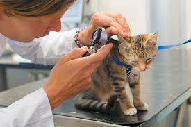 Ear mites will most likely affect your cat if they have ideal conditions for food sources and reproduction. 4 Cat Ear Problems And How To Treat Them Catster
