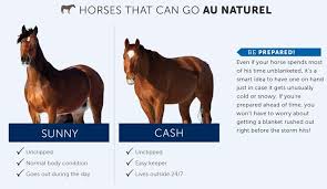 Horse Blanketing Guide Smartpak Equine