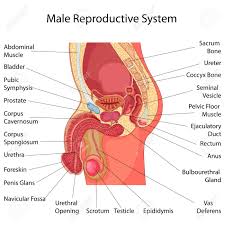 Education Chart Of Biology For Male Reproductive System Diagram