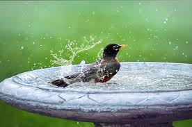 The water can be showering and spraying, or gentle and bubbling. 19 Bird Bath Fountain Ideas Happy Diy Home