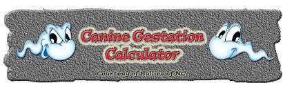 Canine Gestation Calculator Pregnancy Chart