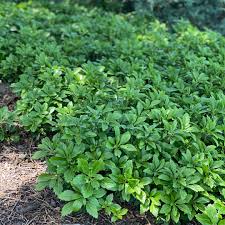 pachysandra terminalis green carpet