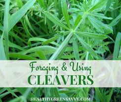cleavers herb benefits